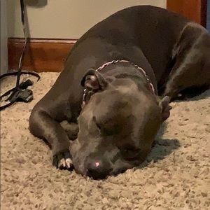 Meet your Posher, Darcy